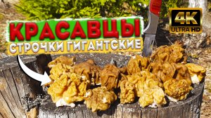 ? Строчок гигантский - Gyromitra gigas ? Секреты поиска весенних грибов ?