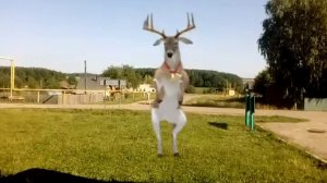 Олень танцует