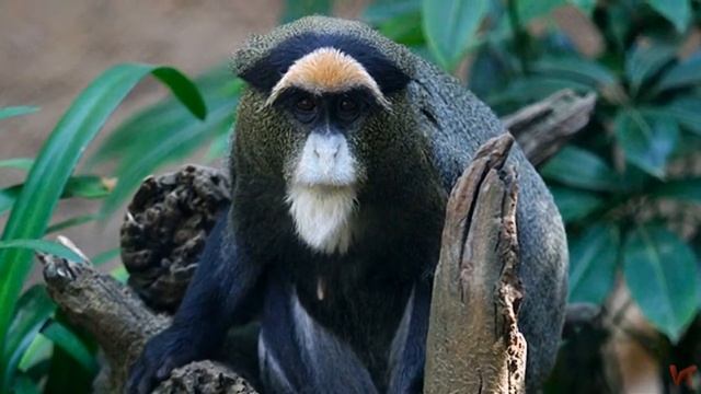 Мартышка Бразза (лат.  Cercopithecus neglectus)