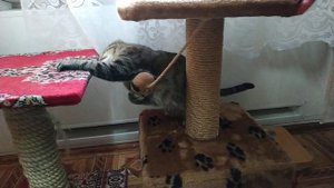 Купили кошке домик для кота