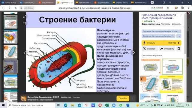 Протокол 1 морфология бактерий смотреть онлайн