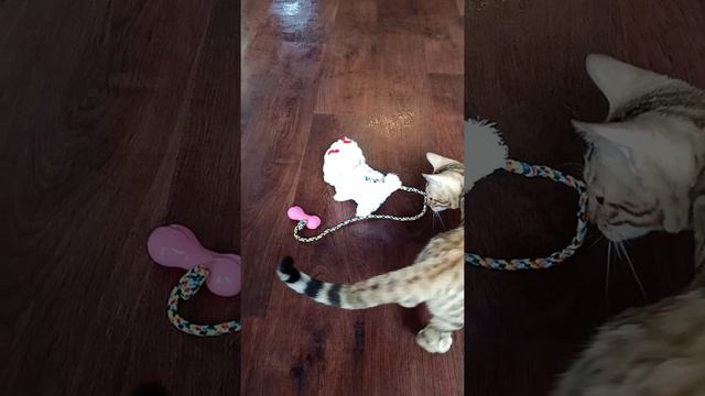 Бенгальский котенок Арчи знакомства с новой розовой игрушкой 🐈 смотреть онлайн