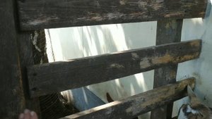 Почему кричит коза
Все вокруг удивлены - может тут трубят слоны...