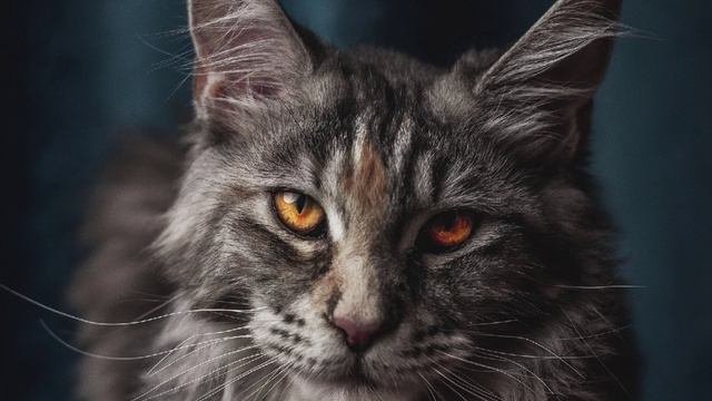 ASMR МУРЧАНИЕ | ПОЛЧАСА МУРЛЫКАЕТ КОШКА! #asmrsounds #cats #асмр