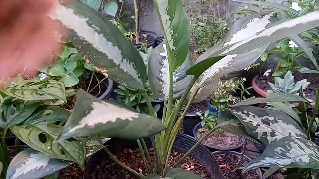 Mostrando plantas que troquei com amigos! Muitoooo feliz. смотреть онлайн