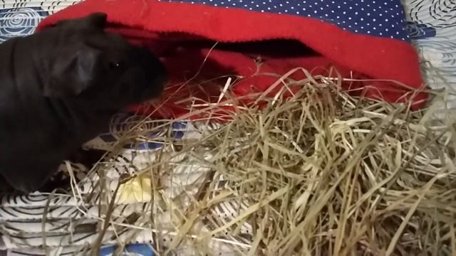 Морские свинки все что нужно знать.Лысые морские свинки Скинни!Посмотри и не говори,что не видел!