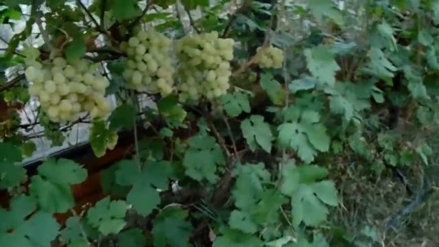 виноград на участке Плясуна И В 2015г смотреть онлайн