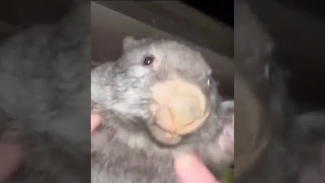 Бобр курва смотреть онлайн