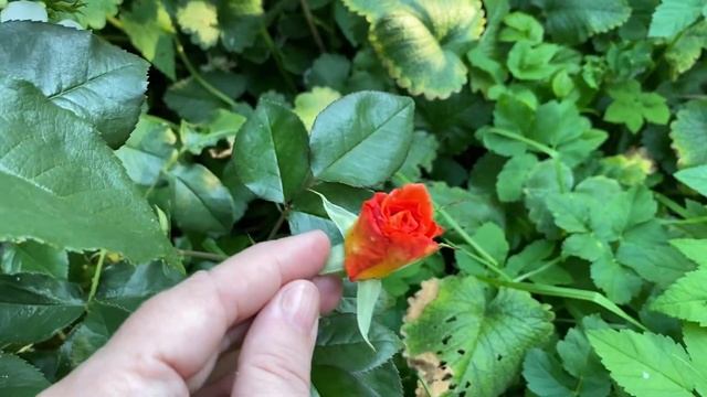 Будни цветовода | дача | 27.08.2022г. смотреть онлайн