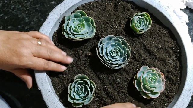 #GLAUCAS - COMPRINHA DO MÊS DE JULHO смотреть онлайн