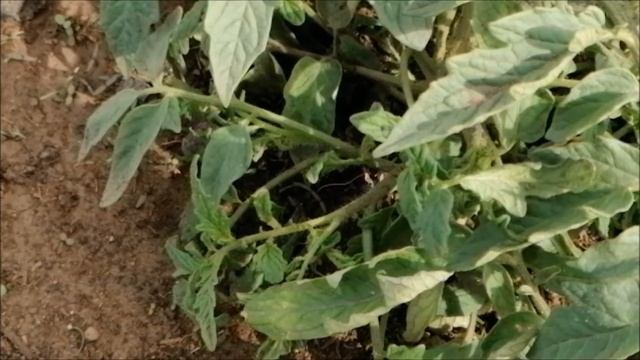 Томат монгольский карлик. Продолжаем эксперимент с перцем из магазина. смотреть онлайн