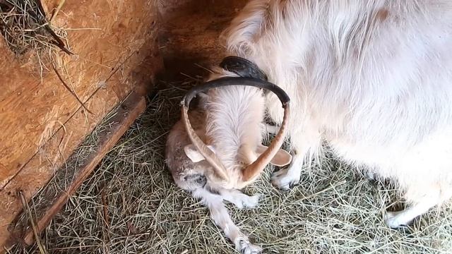 День рождения//сюрприз от Луши//маленький козлёнок смотреть онлайн