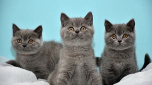 Британская кошка характер и поведение / Продолжительность жизни / Британская кошка в доме