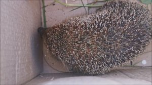 Лиса Василиса нашла ежика