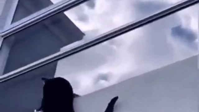 Ах, уж эти котики смотреть онлайн