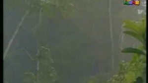 зона экваториальных лесов