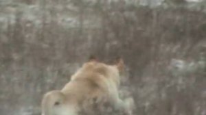 Охота по зайцу с лабрадором