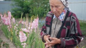 Болезни и лечение малины. Антракноз. Септориоз. Дидимелла. Серая гниль(Ботритис)
