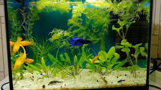 Золотые моллинезии в маленьком аквариуме #NIK_72 смотреть онлайн