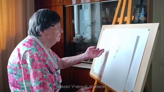 Смородина.  Плодоношение, обрезка и формирование куста красной смородины.