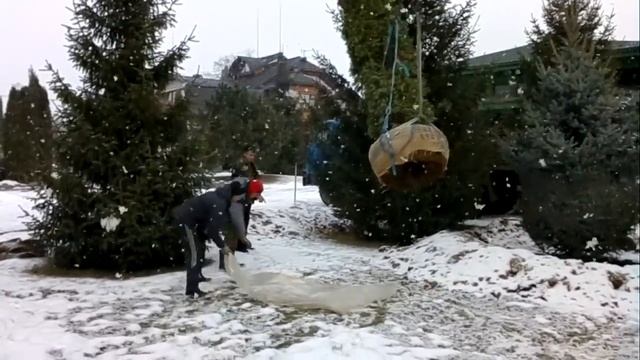 #thuja #туя #посадкакрупномеров #пересадкатуисмарагд #хочуврек Пересадка крупномера. Туя смарагд.