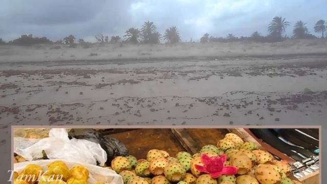 Кактусы. Вкус и польза. Тунис. смотреть онлайн