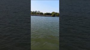 Толстолоб на реке Кубань.