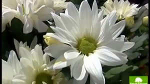 Клумба с хризантемами