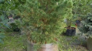 Сосны кедровые, сибирские, европейские, черные, горные, крючковатые, веймутова. Продажа крупномеров