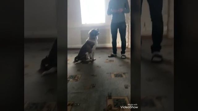 МОСКОВСКАЯ СТОРОЖЕВАЯ. ЩЕНОК УЧИТ НОВЫЕ УПРАЖНЕНИЯ. смотреть онлайн