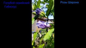 Голубой сирийский Гибискус