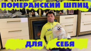 Померанский шпиц для себя