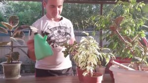 Как поливать фикус в летнее время