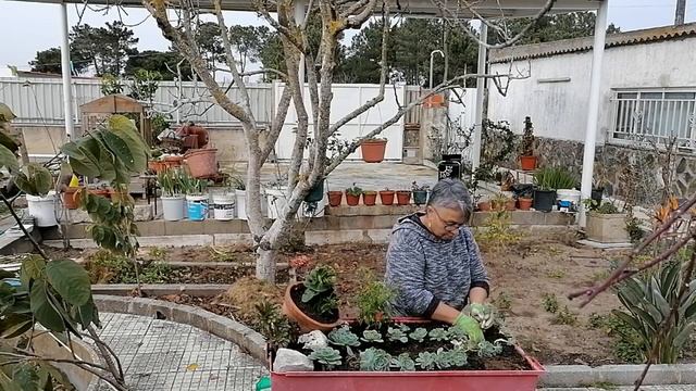 Terrário de Suculentas Echeveria Glauca e outras смотреть онлайн