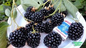 Ежевика Апачи: размер ягод, Апачи VS Торнфри, какие на вкус