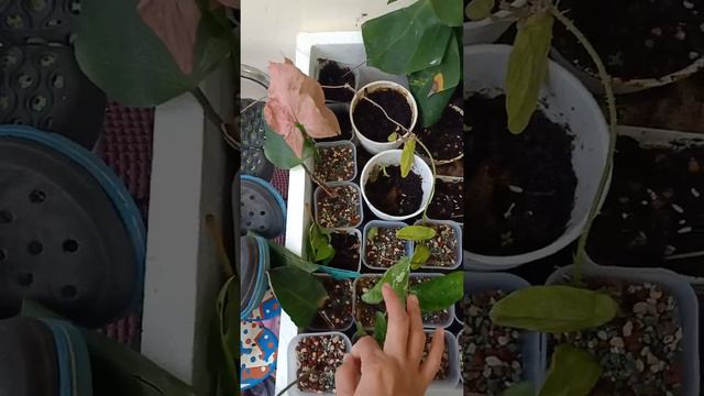 tips cacah syngonium strawberry milk (2) смотреть онлайн