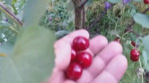 Вишня сорт Келлерис