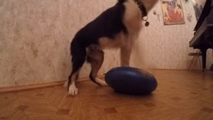 Бордер колли Вуду, 4 месяца - дог-фитнес