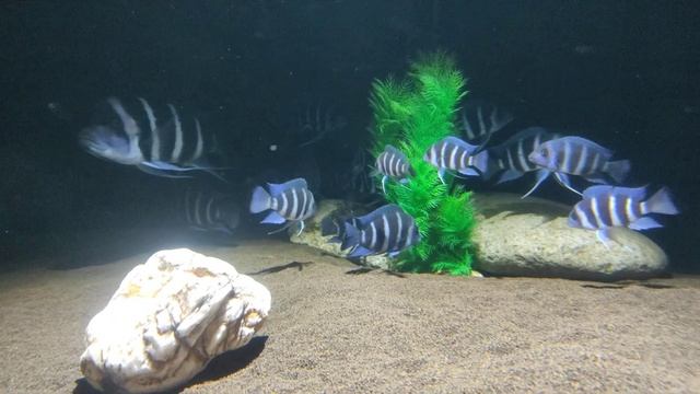 молодь фронтозы блю заир моба смотреть онлайн