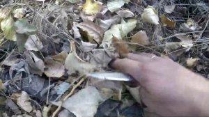 По грибы ...Грибное ассорти(вешенка,тополевая рядовка,полубелый)