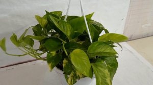 SKU - MPLAH02, Epipremnum Aureum Gold King Hanging Plant