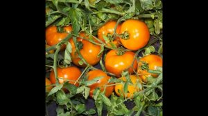 Самый лучший томат в мире 2023 г.!!! Высокоурожайный,сладкий и вкусный томат АЙСАН!!! СУПЕР!!!