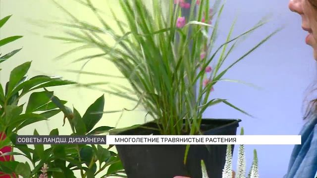 Многолетние травянистые растения: посадка и уход