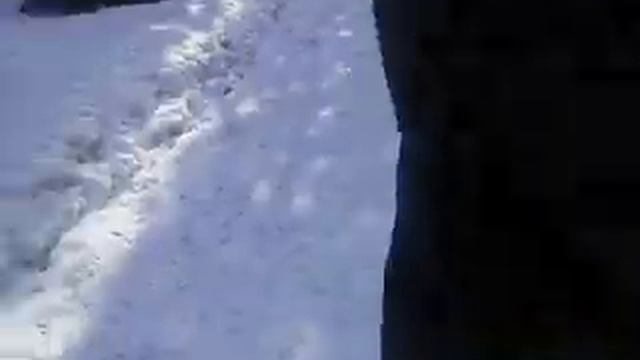 Водоплавающие птицы. Зоопарк