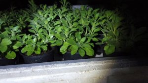 Устраняю вытягивание БЕЗ РЕТАРДАНТОВ. Обработка ОТ ТРИПСА и ВРЕДИТЕЛЕЙ.