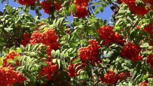 Что стоишь качаясь тонкая рябина