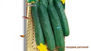 Огурец обыкновенный Зозуля F1 (zozulya f1) ? Зозуля F1 обзор: как сажать, семена огурца Зозуля F1