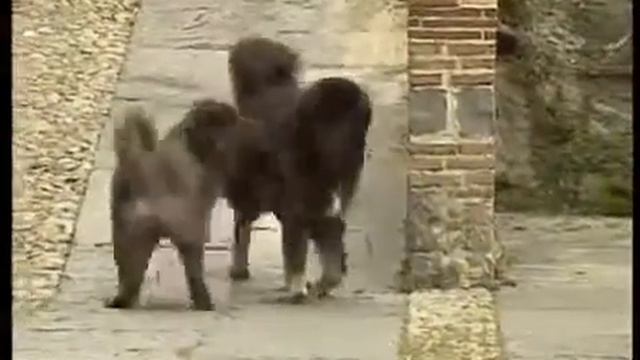 ТИБЕТСКИЙ МАСТИФ смотреть онлайн