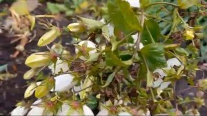 Колокольчик такесимана Альба(лат.campanula takesimana Alba). Октябрьское цветение. 2023г. Видео II.