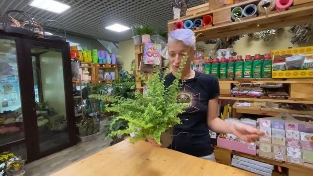 Нефролепис Виталь - кудряшка папоротник | Неприхотливые комнатные растения смотреть онлайн